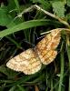 Ematurga atomaria